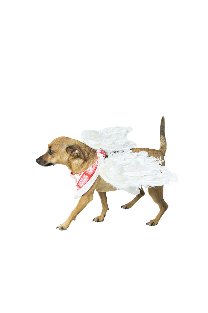 
                  
                    Pet Matching Holiday Bandana Pajamas - MacraeSkye
                  
                